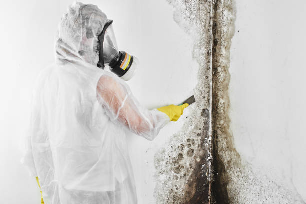 Mold Removal and Inspection in Lauderdale Lakes, WI