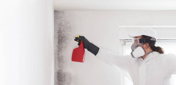 Best Mold Damage Repair  in Lauderdale Lakes, WI